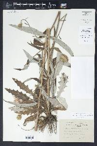 Cirsium carolinianum image