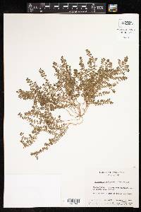 Euphorbia multinodis image