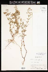 Chamaesyce hyssopifolia image