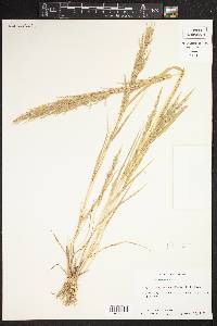 Eragrostis japonica image