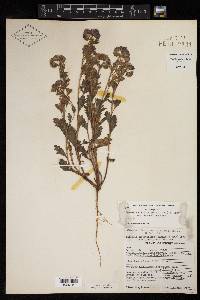 Phacelia strictiflora var. lundelliana image