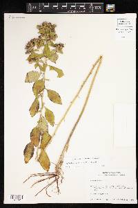 Hydrolea ovata image