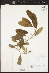 Sapium glandulosum image