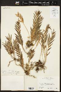 Isochilus linearis var. carnosiflorus image