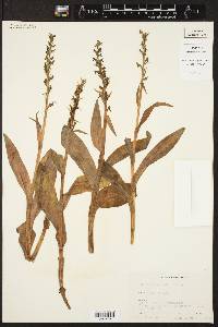 Platanthera stricta image