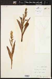 Platanthera hyperborea image