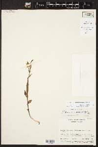 Habenaria crassicornis image