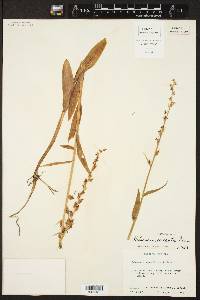 Platanthera stricta image