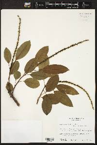 Sapium glandulosum image