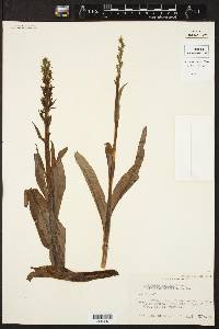 Platanthera stricta image