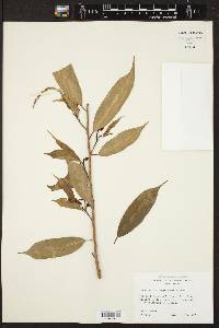 Pleradenophora tuerckheimiana image