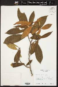 Sebastiania pubiflora image