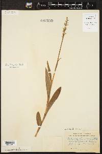 Platanthera hyperborea image