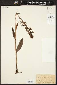 Platanthera lacera image