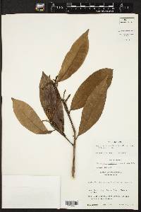 Image of Sebastiania pubiflora