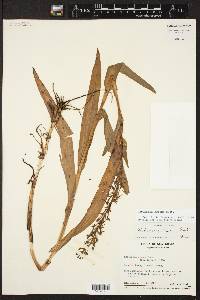 Habenaria repens image