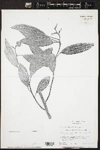 Sapium glandulosum image