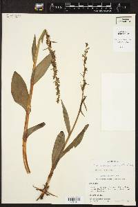 Platanthera stricta image