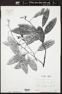 Sapium glandulosum image