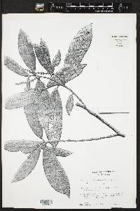 Sebastiania pubiflora image