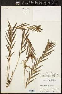 Isochilus linearis var. carnosiflorus image