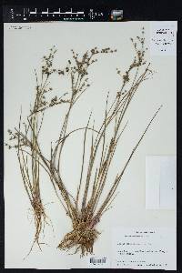 Juncus diffusissimus image