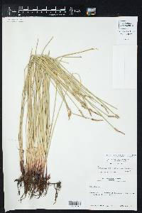 Eleocharis macrostachya image