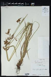 Scirpus lineatus image