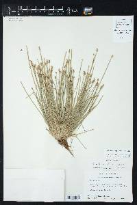 Eleocharis engelmannii image