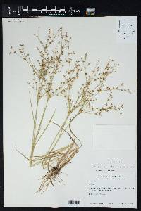 Juncus diffusissimus image