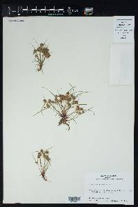 Cyperus squarrosus image