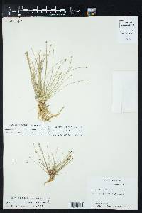 Eleocharis geniculata image