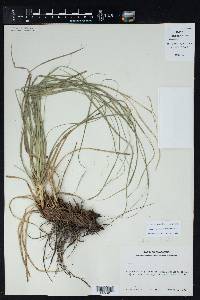 Carex cherokeensis image