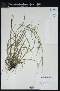 Carex cherokeensis image