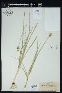 Carex austrina image