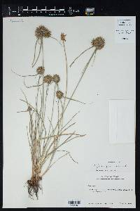 Cyperus filiculmis image