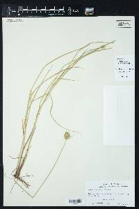 Carex festucacea image