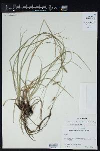 Carex cherokeensis image