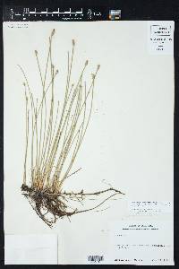 Eleocharis macrostachya image