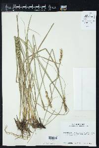 Carex triangularis image