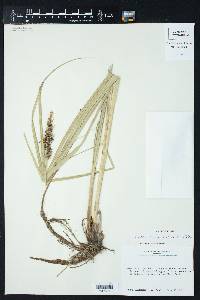 Carex crus-corvi image