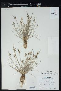 Fimbristylis annua image