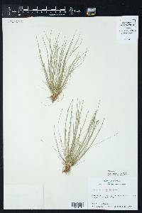 Eleocharis lanceolata image