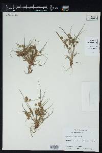 Cyperus squarrosus image