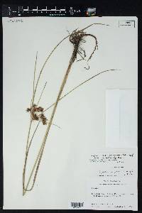 Cyperus pseudovegetus image