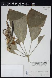 Anthurium digitatum image