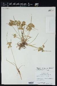 Cyperus surinamensis image