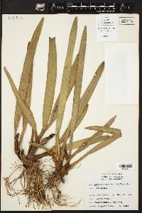 Image of Maxillaria sessilis