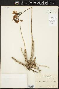 Epidendrum bracteolatum image