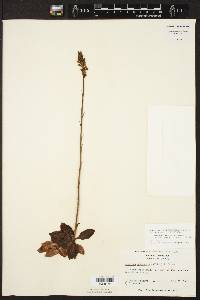 Neottia pubescens image